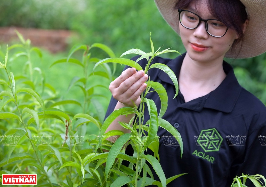 Les quatre espèces de pêchers étrangères greffées avec les pêchers vietnamiens pour améliorer leurs capacités d'adaptation au climat de Son La.
