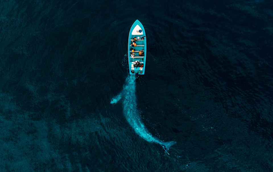 Le gagnant du thème "Nature" est Joseph Cheires avec la photo d’une baleine grise. "J'ai entendu parler d'une baleine grise qui jouait avec des bateaux. Je suis venu ici et j'ai été étonné quand elle est apparue. Et voici le résultat", a-t-il déclaré.