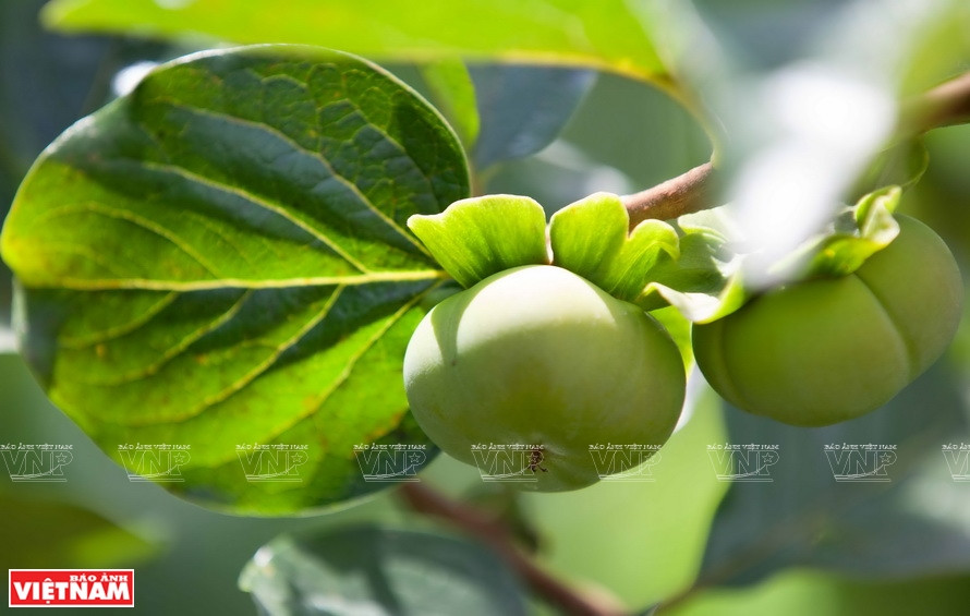 De premières fruits données par les pêchers de reproduction du projet d’arbres fruitiers des zones tempérées ACIAR, dans la ferme Quyêt Thanh de Pham Van Quyêt.