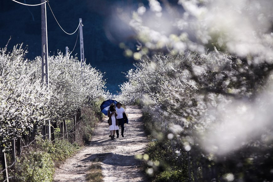 Des touristes se rendent à Môc Châu pour admirer la nature en pleine floraison. En plus des pruniers par milliers, la vallée de Nà Ka et le district de Môc Châu, c'est aussi des prairies verdoyantes et des champs de théiers à perte de vue. Loin du tourisme de masse, les villages de Môc Châu ont gardé toute leur authenticité. Les maisons traditionnelles, les modes de vie et les activités culturelles des minorités ethnique font de Môc Châu un écrin idéal pour la photographie et la culture. Allant le long des sentiers à travers la colline, les visiteurs ont l'occasion de voir les fleurs d'abricotier et de prunier fleurir dans un ciel comme des nuages blancs flottant, sans fin sur le sol. Photo: The Dai/Vietnam+
