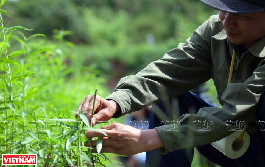 Les pêchers étrangers sont greffés avec des pêchers locaux au Centre d’espèces végétales, d’élevage et de produits aquatiques de Son La.