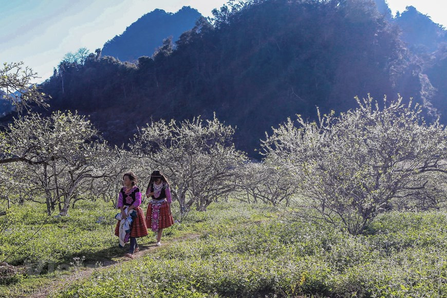 Deux petites filles se promènent sur les flancs des montagnes couvertes de fleurs. Les vergers de pruniers s'épanouissent partout, créant des scènes poétiques et romantiques. En pénétrant dans la forêt de Môc Châu, les visiteurs ne seront pas surpris comme un pas dans le pays des contes de fées. En regardant le ciel, l'espace autour de nous est embrassé par une chemise en fleurs d'abricotiers et de pruniers blanche. Que tout le monde se sente plus calme, que tous les ennuis sont comme les nuages et votre cœur aussi veulent être aussi purs comme la fleur fragile d'abricotier et de prunier blanche. Photo: The Dai/Vietnam+