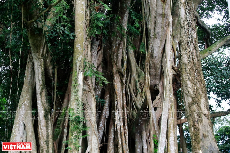 Le premier tronc du banian.