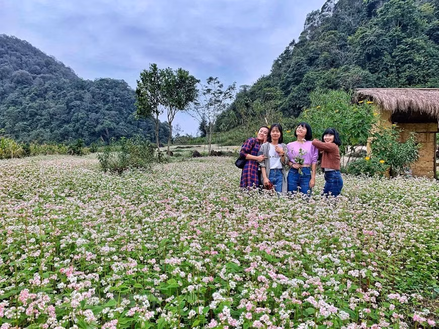 La saison des fleurs de sarrasin s’étend du mois d’octobre au mois décembre. Une courte visite de 3 ou 4 jours est la période idéale pour contempler le tapis des pétales de fleurs rouges et blancs ainsi que pour visiter les destinations touristiques les plus attrayantes de la province Ha Giang. En sa pleine floraison, les fleurs de sarrasin donnent une toute nouvelle allure aux paysages de la région à l’extrême Nord du Vietnam. Avec leurs couleurs rose et violet, les fleurs de sarrasin éclairent le tableau des montagnes karstiques et des roches épineuses en le rendant extrêmement gracieux et mystérieux.Photo: Xuan Mai/Vietnam+ 