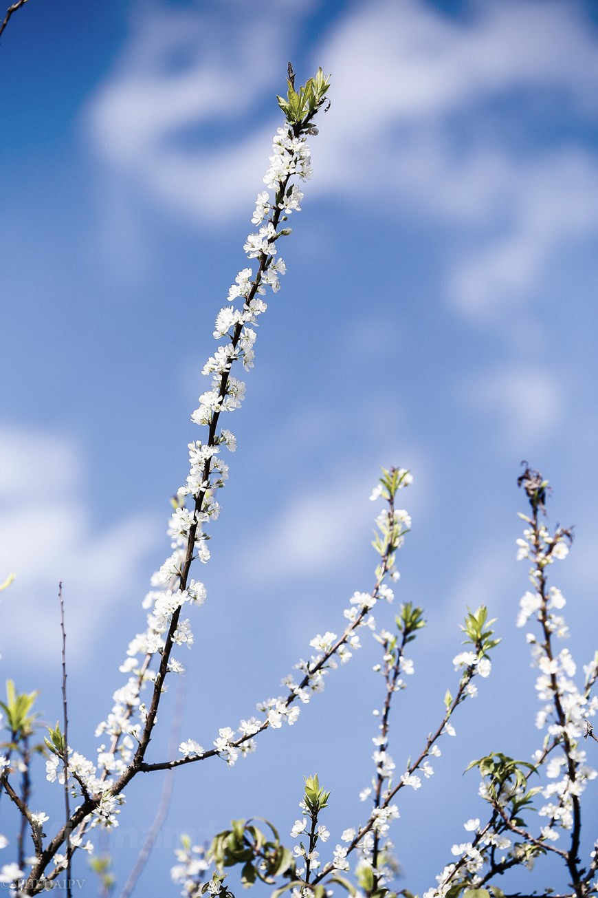 Connu comme Da Lat du nord pour son climat tempéré et son cadre magnifique, Môc Châu attend à bras ouvert les estivants qui n’attendent que les vacances pour y aller. Trouvé à 1 050 mètres d’altitude, le plateau de Môc Châu s’étend sur 80 kilomètres de long et 25 kilomètres de large au maximum. Ce qui procure aux visiteurs une bouffée d’air appréciable car les températures moyennes annuelles sont aux alentours de 18-20 degrés. Le prunier donne des fleurs blanches. Son La bénéficie d’un climat de mousson tropical caractérisé par des pluies en été (de mai à septembre) et froides, sèches en hiver (de novembre à janvier). Photo: The Dai/Vietnam+