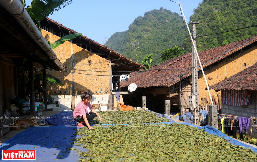 Feuilles de courges, l’un des principales matières premières pour fabriquer des bâtonnets d’encens.
