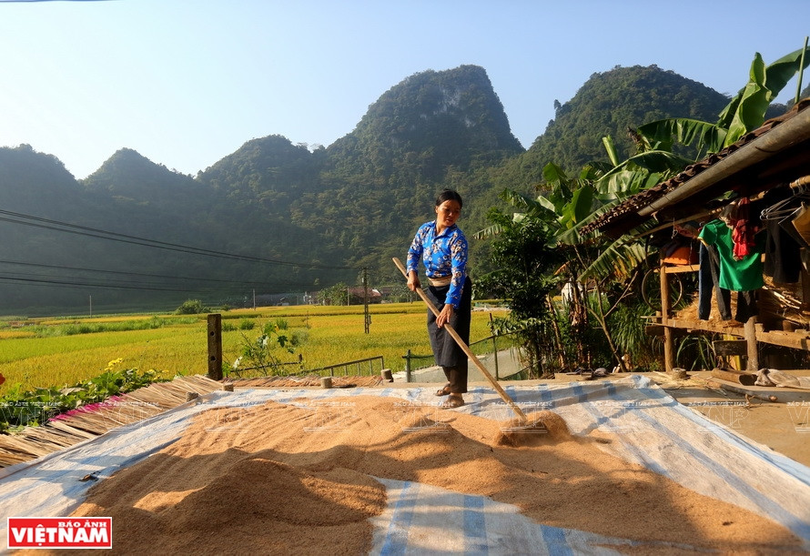 Après la cueillette, les feuilles de courges sont séchées au soleil. 