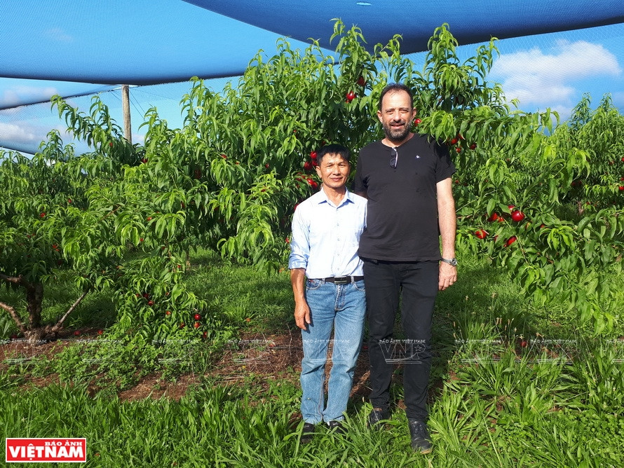 Pham Van Quyêt, propriétaire de la ferme Quyet Thanh, et Oleg Nicetic, enseignant de l’Université australienne Queensland, chef du projet d’arbres fruitiers des zones tempérées d’ACIAR, visitent un jardin de pêchers en Australie. Photo : archives d’ACIAR