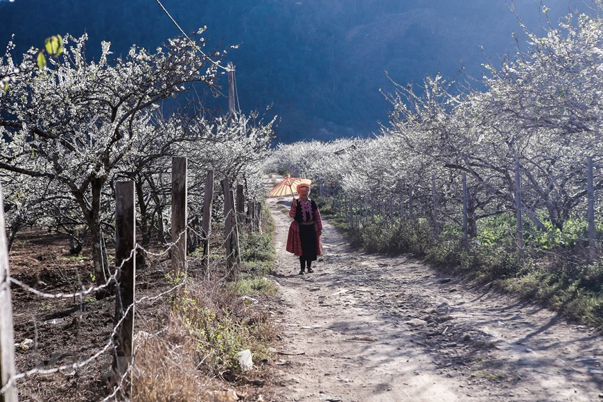 Moc Chau est un endroit avec de nombreux potentiels et avantages pour développer le tourisme dans une région. Les vergers de pruniers s'épanouissent partout. Une allée nichée sous la verdure des pruniers. Les fleurs en pleine nature ont une incomparable beauté. Le prunier est la principale source de revenu de la population de Môc Châu. Ils sont cultivés partout, dans la cour de devant et le jardin de derrière, en guise de porche. Assurément, Môc Châu est une des destinations choisies par les photographes, car ils peuvent y saisir de beaux moments et des paysages parfaits pour exercer leur créativité, comme, par exemple, avec des maisons sur pilotis noyées dans les fleurs. Photo: The Dai/Vietnam+