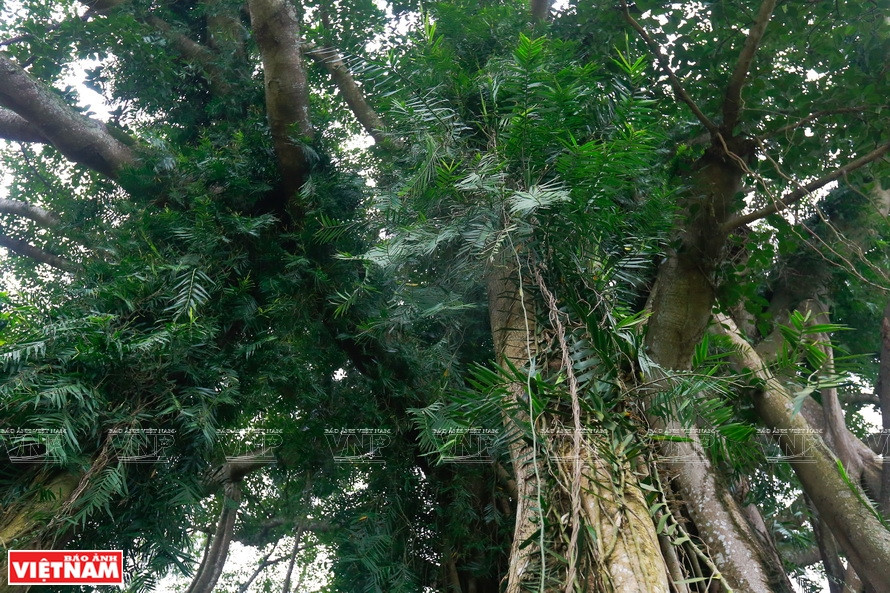 Le feuillage du banian.