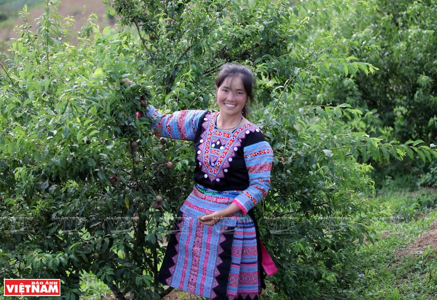 Vang Thi Hoa, d’ethnie H’Mong, est soutenue par le projet d’ACIAR pour transformer ses cultures de maïs en arbres fruitiers qui offrent des revenus élevés.