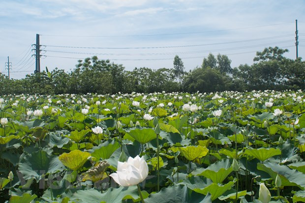 Désormais, il ne faut qu’une trentaine de minutes du centre-ville pour se trouver face à ce paysage de rêve. Résidant à Hô Chi Minh-Ville, le photographe Trang Công Tuân, curieux de cet étang de lotus blanc, est parti à la capitale, afin d’en admirer la beauté. Il est passionné de voyages et de photographie. Il s’est renseigné sur cette adresse auprès de ses amis et il a décidé d’explorer cet unique étang de lotus blanc à Hanoï. Cette fleur est présente dans plusieurs endroits de la capitale. Mais la variété blanche ne se trouve qu’ici. Il s’agit vraiment d’une destination attrayante. Photo: Vietnam+