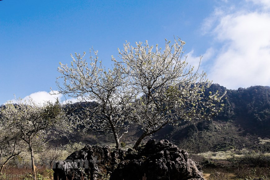 Le haut plateau de Môc Châu est une destination prisée des touristes. Un paysage à la beauté à la fois épurée et fragile couvre le haut plateau de Môc Châu. Perchée à un peu plus de 1000m d’altitude au milieu des monts, Mộc Châu est assez facilement atteignable de Hanoï en prenant un bus en partance pour Son La, pour un trajet d'environ 5h. Vous pouvez aussi louer une moto pour profiter à fond des paysages variés et magnifiques que la traversé a à offrir, ce qui pourrai vous prendre cependant une journée de trajet. Mais Mộc Châu n'est pas qu'un endroit de contemplation, il y a aussi des endroits à découvrir très intéressants. Photo: The Dai/Vietnam+