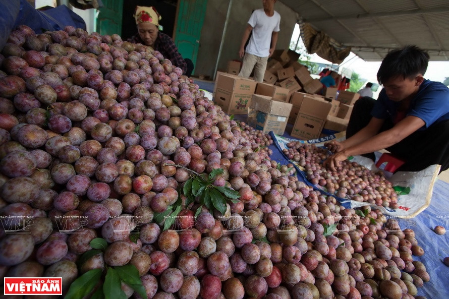 … récolte des prunes.