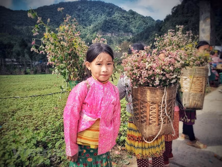 Les amoureux de la photographe ne pourront pas manquer les routes sillonnant les plus grands champs de sarrasin dans les districts de Quan Ba, Yen Minh, Dong Van et Meo Vac. Les champs de sarrasin se trouvent sur la route de Quan Ba, à environ 3 kilomètres de la colline de Bac Sum. Cet endroit offre des balançoires admirables ainsi que de jolies maisons miniatures et autres objets de décoration à photographier. Les couples nouvellement mariés affluent souvent à cet endroit pour profiter des moments touchants avec la couleur splendide des fleurs de sarrasin. Dans le village culturel Lung Cam, vous pouvez voir le plus de fleurs. Photo: Xuan Mai/Vietnam+ 