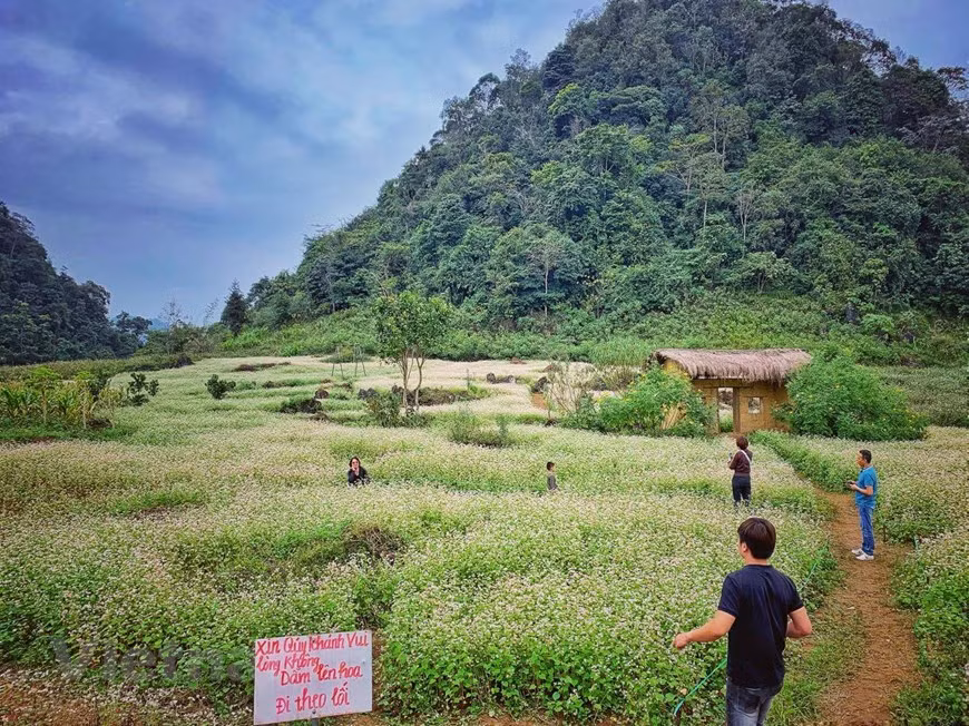 Non seulement connue pour des routes sinueuses nichées au pied de la chaîne de montagnes majestueuses et spectaculaires ou des belles vues dans le village traditionnel des groupes ethniques, la province Ha Giang est mais aussi connue pour la saison des fleurs de prunier, de pêche, de chou,… en particulier la saison des fleurs de sarrasin. Lorsque les champs en terrasses sont mûrs et puis récoltés, toute la colline est recouverte par le tapis de fleurs qui concurrencent en termes de couleurs. Très pittoresque et romantique. Ha Giang entre dans la saison la plus romantique de l’année : la saison des fleurs de sarrasin. Photo: Xuan Mai/Vietnam+ 