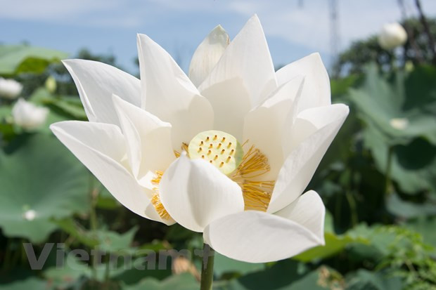 Le lotus blanc symbolise la pureté et la grâce. Les pétales trempés de rosée agités par la brise créent une beauté des plus romantiques. Les feuilles rondes, de couleur verte foncée, aux nervures saillantes, flottent à la surface de l’eau. Un paysage poétique, comme figé dans le temps, à l’écart de la vie urbaine tumultueuse. Afin de posséder un étang de lotus pittoresque, les propriétaires ont du prodiguer des soins minutieux car cette fleur est plus difficile à cultiver que les autres variétés de lotus. La floraison dure de mai à juillet. Au prix de 50.000 VND le billet d’entrée, vous aurez une journée bien remplie entre balades et contemplation. Les vacances d’été approchent à grand pas et il est grand temps de choisir une destination. Si les voyages lointains vous font hésiter, cochez donc de votre carnet d’adresse cet étang unique de lotus en banlieue de Hanoï pour ce weekend. Photo: Vietnam+