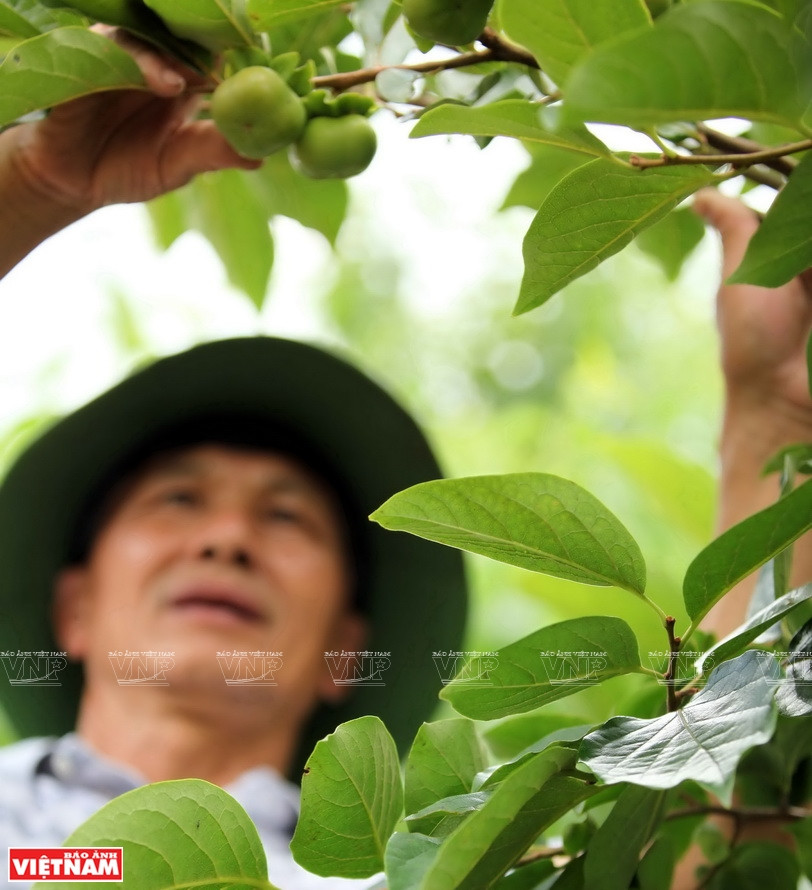 Pham Van Quyêt, propriétaire de la ferme Quyet Thanh, l’un des premiers membres de l’association des arbres fruitiers des zones tempérées de la province de Son La.