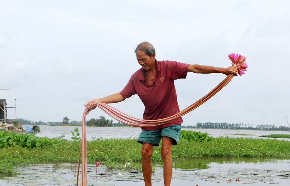 Pour l’heure, des crues inondent des champs aux districts du delta des Joncs de la province de Long An. La cueillette des tiges de nénuphars rapporte chaque jour 400.000 à 500.000 dôngs.