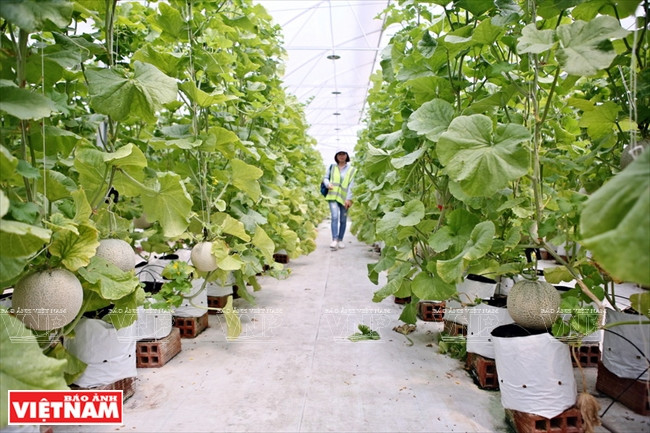  Les cantaloups KimoJi de Delco Farm sont une variété japonaise de melon, rares sur le marché vietnamien.