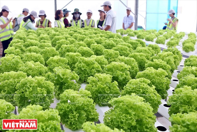  Culture de salades à haute valeur nutritive.