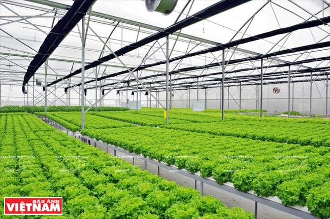  La serre de culture hydroponique de Delco Farm couvre plus de 1.000 m².