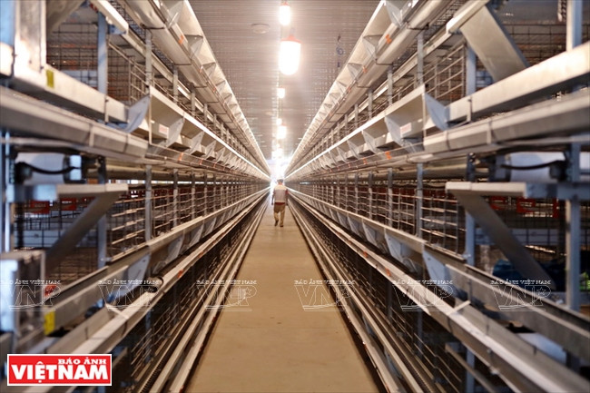  En appliquant la technologie IoT, le poulailler de Delco Farm atteint un taux de ponte de 92%.