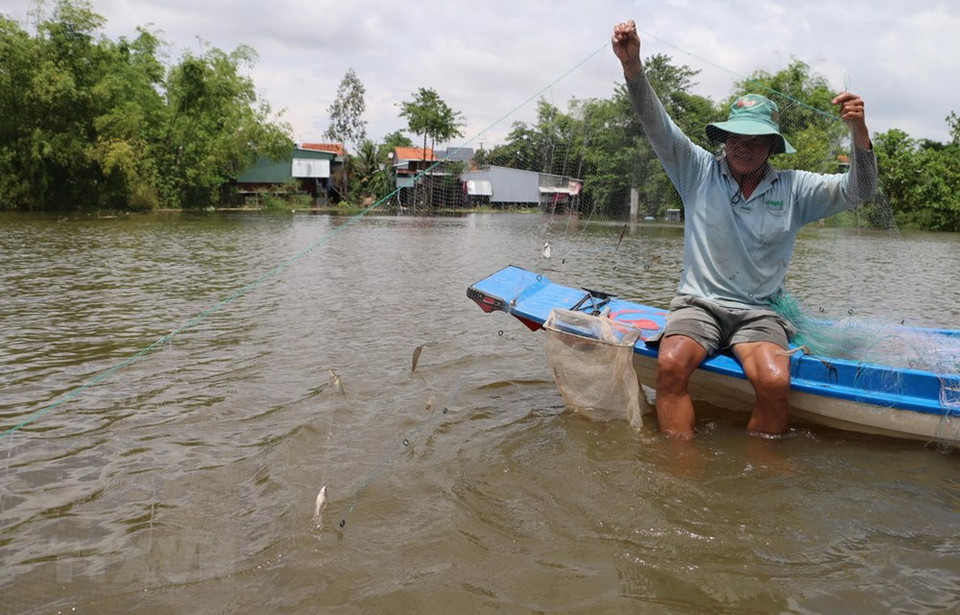 La pêche des poissons linh à Long An durant la saison des crues.