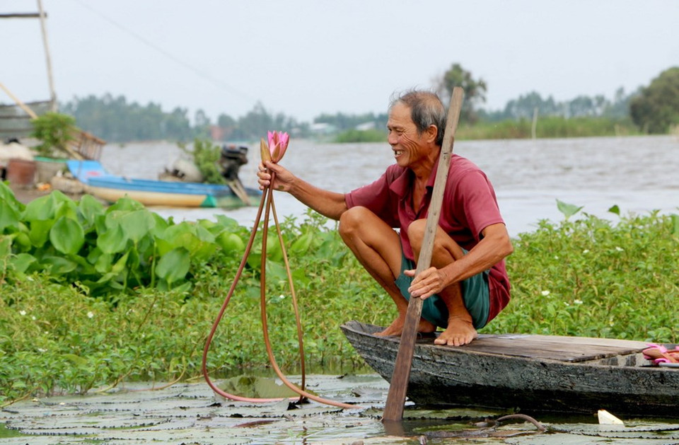 La saison des vives eaux dans le delta du Mékong dont le delta des Joncs (Dông Thap Muoi) se déroule entre le 7e mois et le 10e mois lunaire. C’est la bonne période où les habitants gagnent bien leur vie grâce à la vente des tiges de nénuphars cueillis ou des poissons linh pêchés.