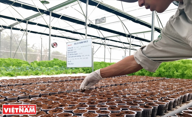  Mis en culture de nouvelles variétés de plantes.