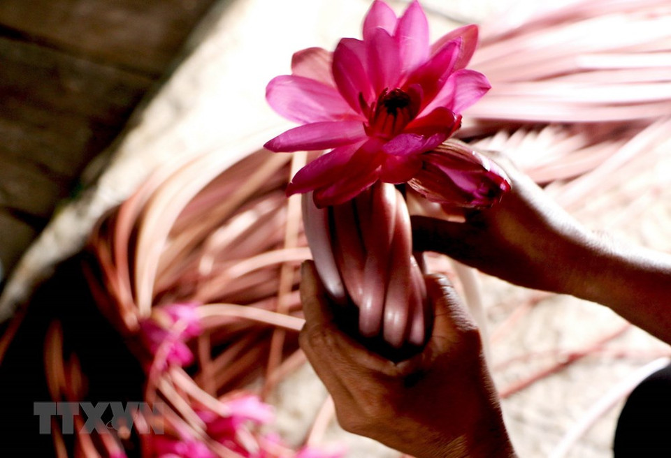 Des tiges de nénuphars constituent une spécialité culinaire spécifique du delta des Joncs durant la saison des crues.