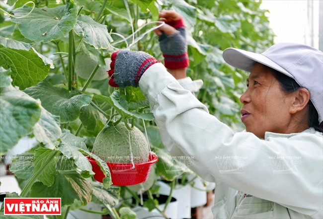  Soins aux jardins de cantaloups.