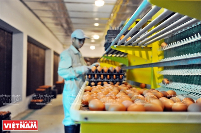  Les employés de Delco Farm ramassent des œufs.