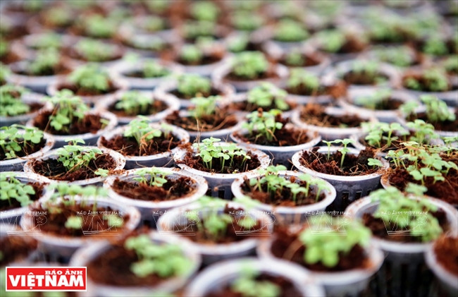  Les graines importées des Pays-Bas germent dans la ferme Delco Farm avec un taux de réussite de plus de 90%.