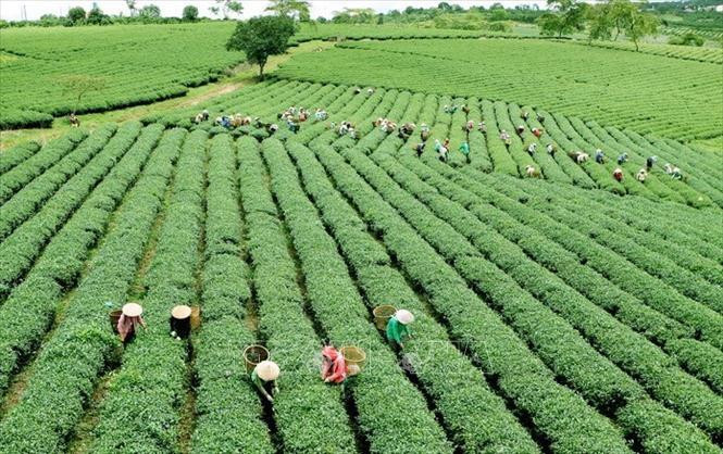 Le changement de la structure de la main-d'œuvre relie à la restructuration économique. Photo: VNA