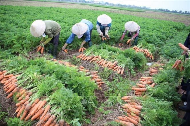 L'agriculture s'est bien développée. Photo: VNA