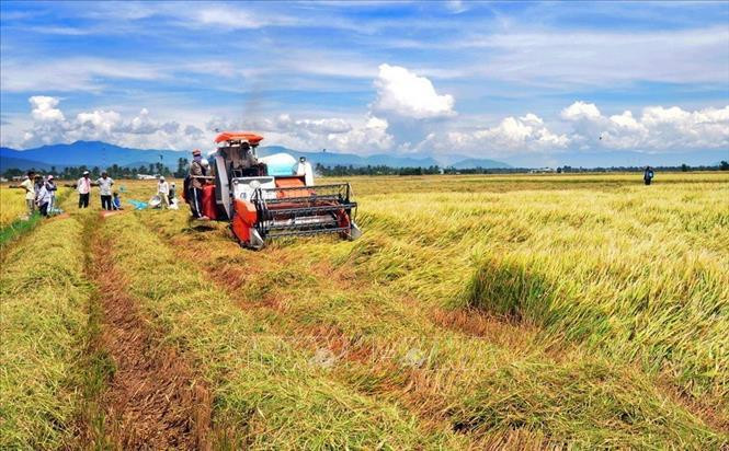 Après 30 ans de Renouveau, le Vietnam est devenu le 2e exportateur de riz du monde. Photo: VNA