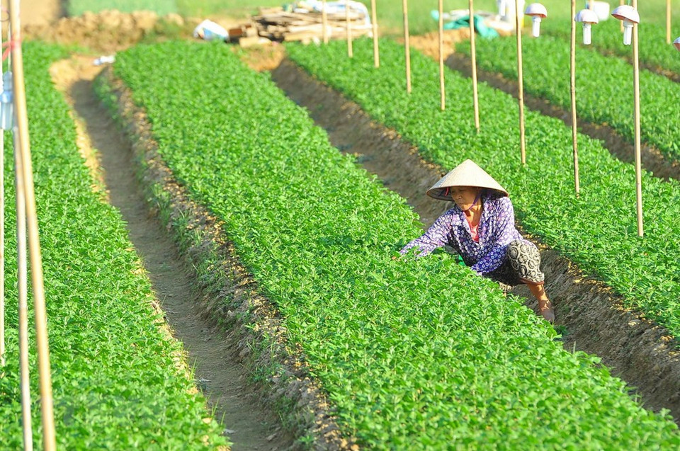 Des floriculteurs de la commune de Ninh Phuc, dans la province de Ninh Binh (Nord), s’occupent de leurs jardins car la fête traditionnelle du Têt s’approche.