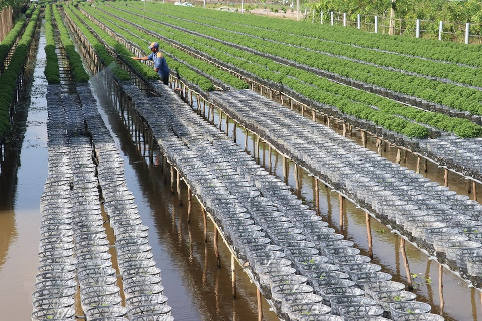Les quartiers Tan Quy Dong et Tan Khanh Dong de la ville de Sa Dec, comptent plus de 2.300 foyers de floriculture.