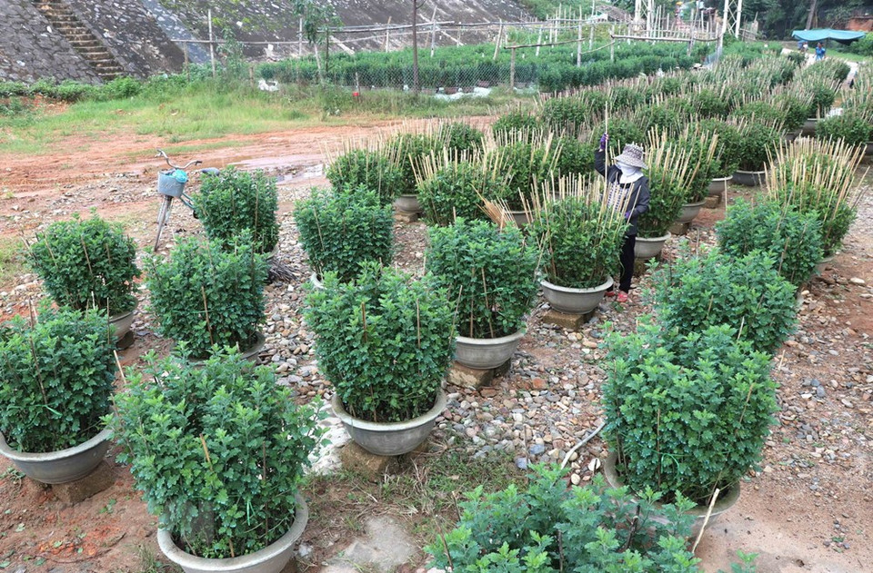 Le village floricole de An Lac dans la province de Quang Tri (Centre) abrite 100 foyers de floriculture qui plantent plus de 30 000 pots de fleurs, principalement des types du chrysanthème.