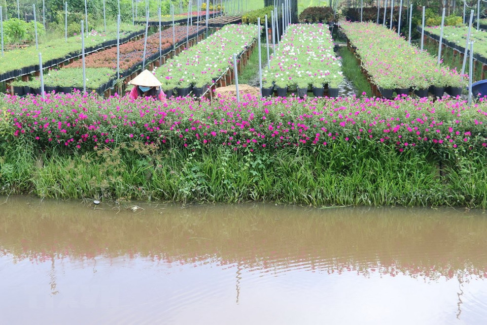 Le village floricole de Sa Dec dans la province de Dong Thap (Delta du Mékong) prépare plus de trois millions de pots de fleurs.