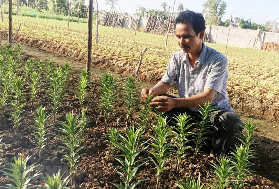 Les agriculteurs de la province de Quang Binh (Centre) s’occupent des fleurs pour répondre à la demande croissante à l’approche du Têt traditionnel.