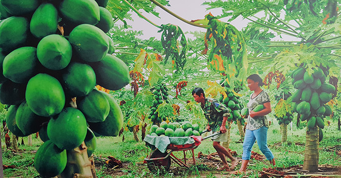 La joie de la récolte.