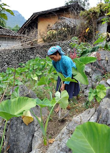 Le plateau calcaire de Dông Van est aride, le vert y est rare.
