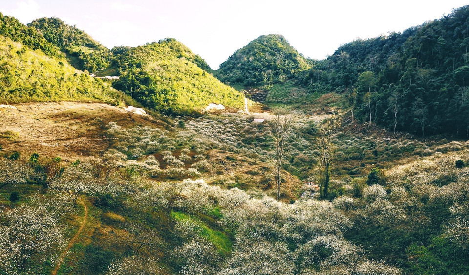 Située à plus de 1.000 m d’altitude, la vallée des pruniers de Mu Nau s’apparente vraiment au « toit » de Môc Châu, avec une superficie totale de plus de 200 ha comprenant des forêts et des vergers d’abricotiers de 40 ans et de pruniers de 25 ans. Photo : VNA