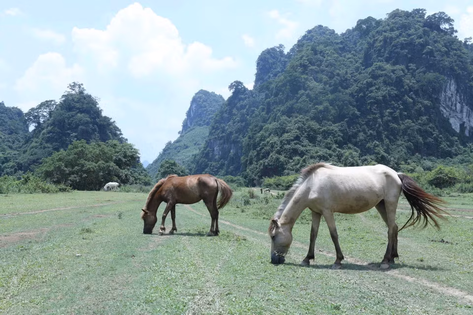 Des chevaux paissent dans cette immense steppe. Photo: VNA 