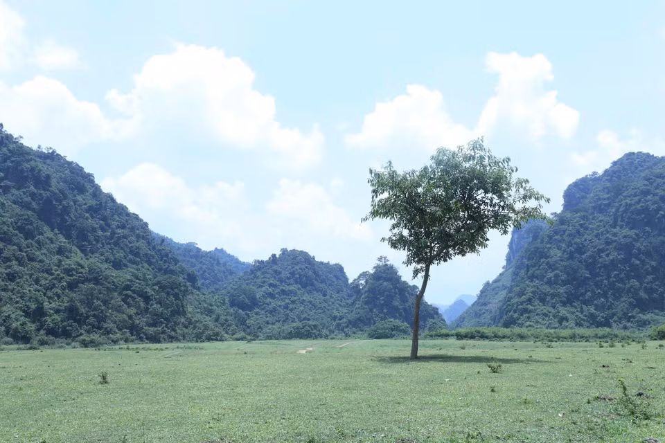 Un arbre solitaire sur la steppe de Dông Lâm. Photo: VNA 