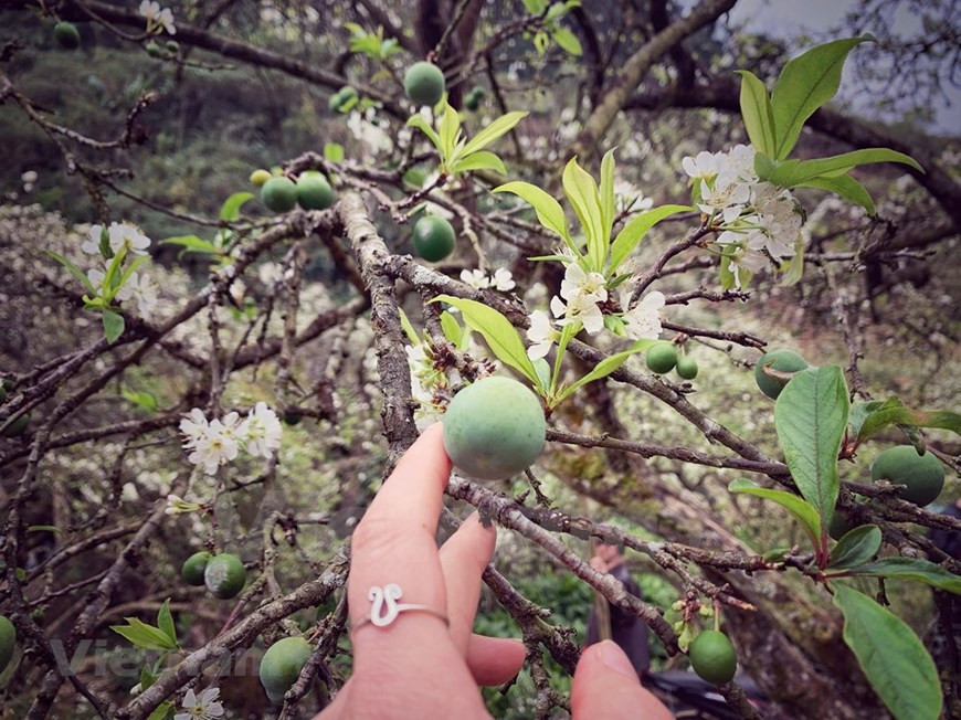 Au printemps, la fleur de prunier recouvre le plateau de Moc Chau d'une couleur fragile et immaculée. Les visiteurs sont émerveillés après avoir visité l'endroit. Pour les habitants du district de Moc Chau, le prunier est un don de la nature car cette variété d'arbre pousse très bien sur le sol des hauts plateaux et n'a pas besoin d'être entretenue avec soin. De plus, il apporte une valeur économique élevée. Récemment, outre la valeur économique de la vente de prunes, les habitants de Moc Chau peuvent tirer davantage parti de l'écotourisme communautaire. Les collectivités locales construisent un programme touristique unique. Le modèle touristique amènera les voyageurs à manger, vivre et récolter des prunes avec les locaux.