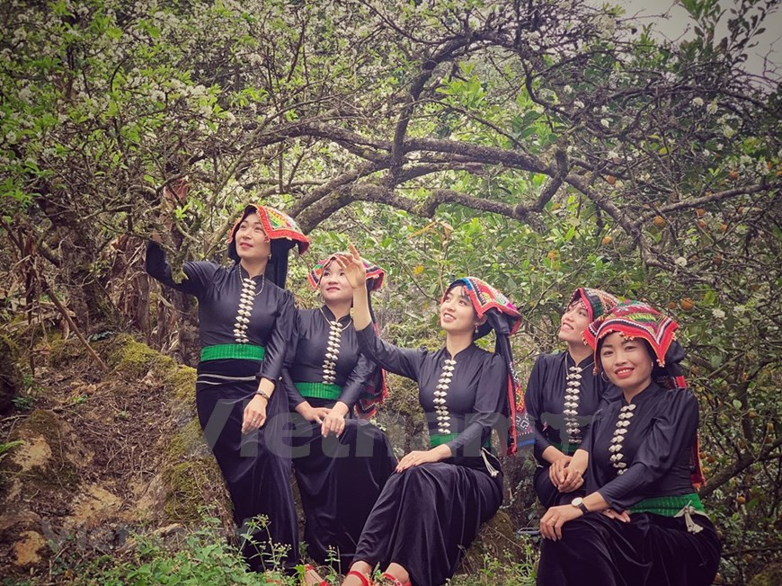 Les filles ethniques Thaï Blanc profitent d'une atmosphère printanière dans un jardin de pruniers pendant le Nouvel An lunaire ou Têt traditionnel. Son La est une terre spéciale non seulement de montagnes majestueuses, mais aussi de valeurs culturelles distinctes représentant la culture typique des groupes ethniques minoritaires du Nord-Ouest du Vietnam. Le province abrite 12 groupes ethniques impliquant les Thaïs, les Kinh, les H'mong, les Muong, les Dao, les Kho Mu, les Xinh Mun, les Khang, les La Ha, les Lao, les Tay et les Hoa. Parmi eux, Thaï est la plus grande communauté de la province de Son La, représentant 54% de la population. La province s'est efforcée de préserver et de promouvoir la culture des Thaï dans la région du Nord-Ouest du Vietnam. Photo: Vietnam+
