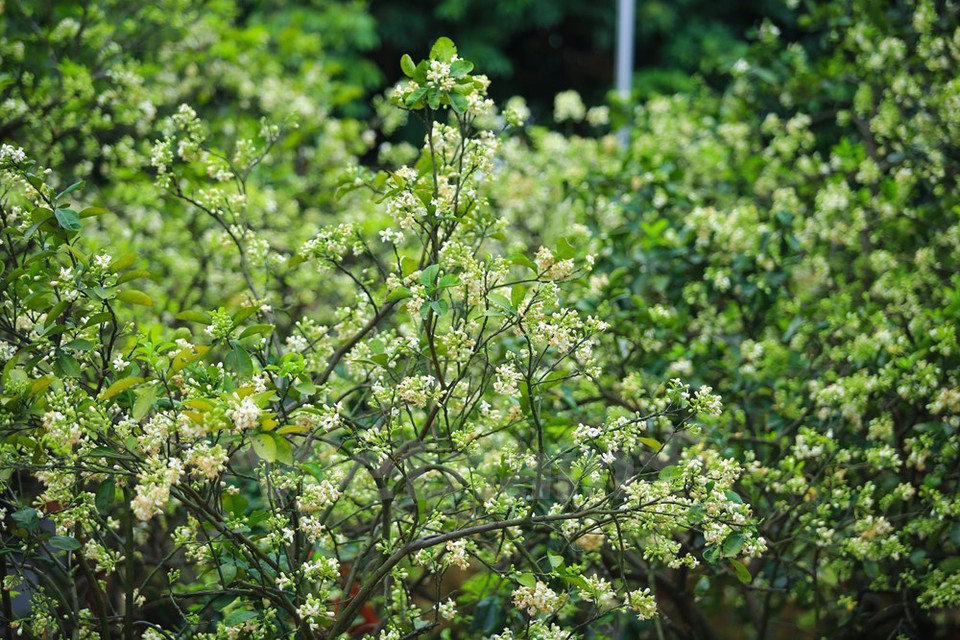 Le parfum agréable des fleurs blanches est présent partout.
